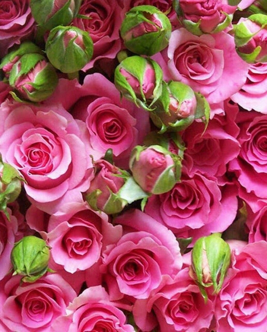 Ярко розовые розы