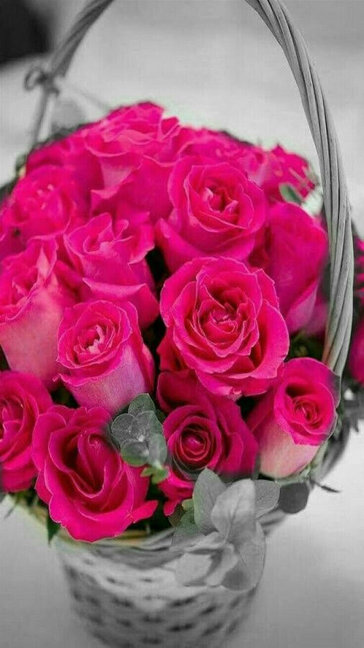 Роза шикарная