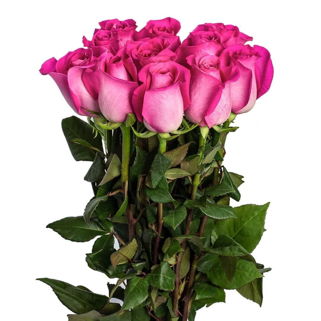 Роза розовая 50см (Малибу)-