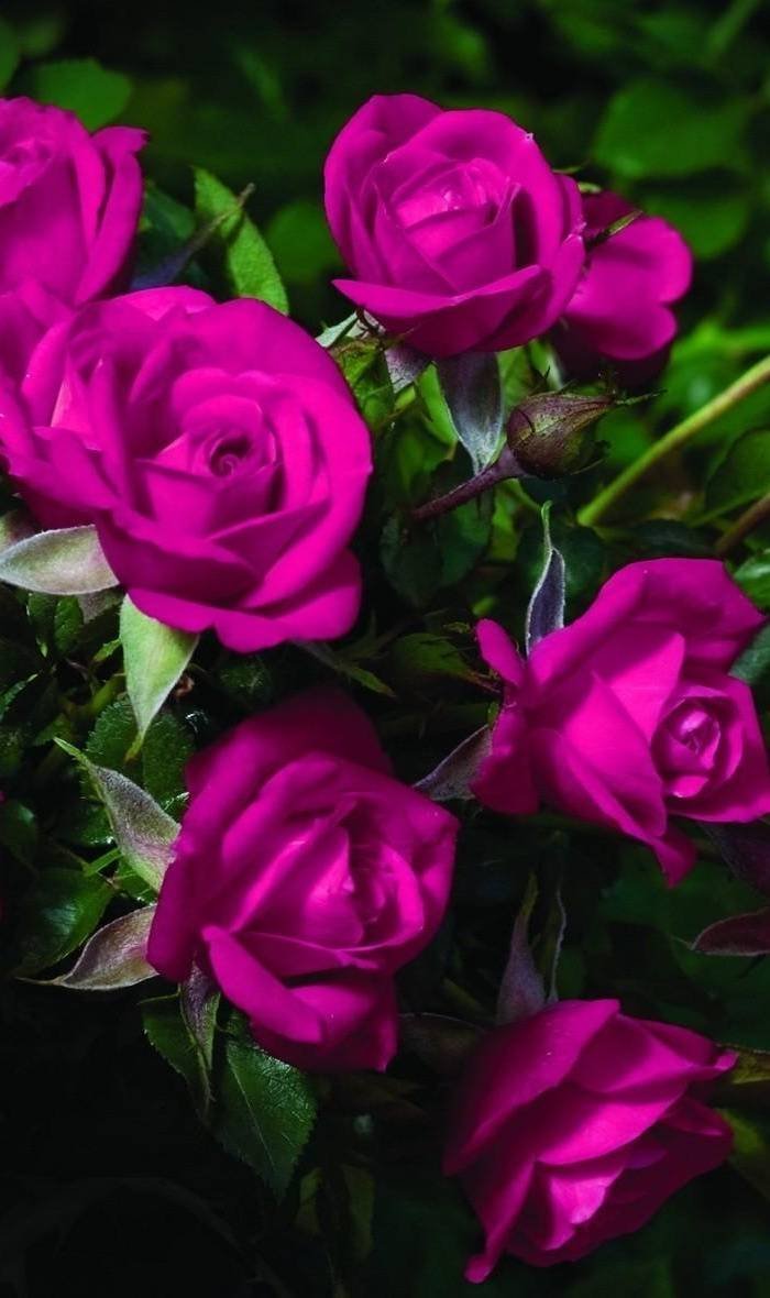 Малиновые розы