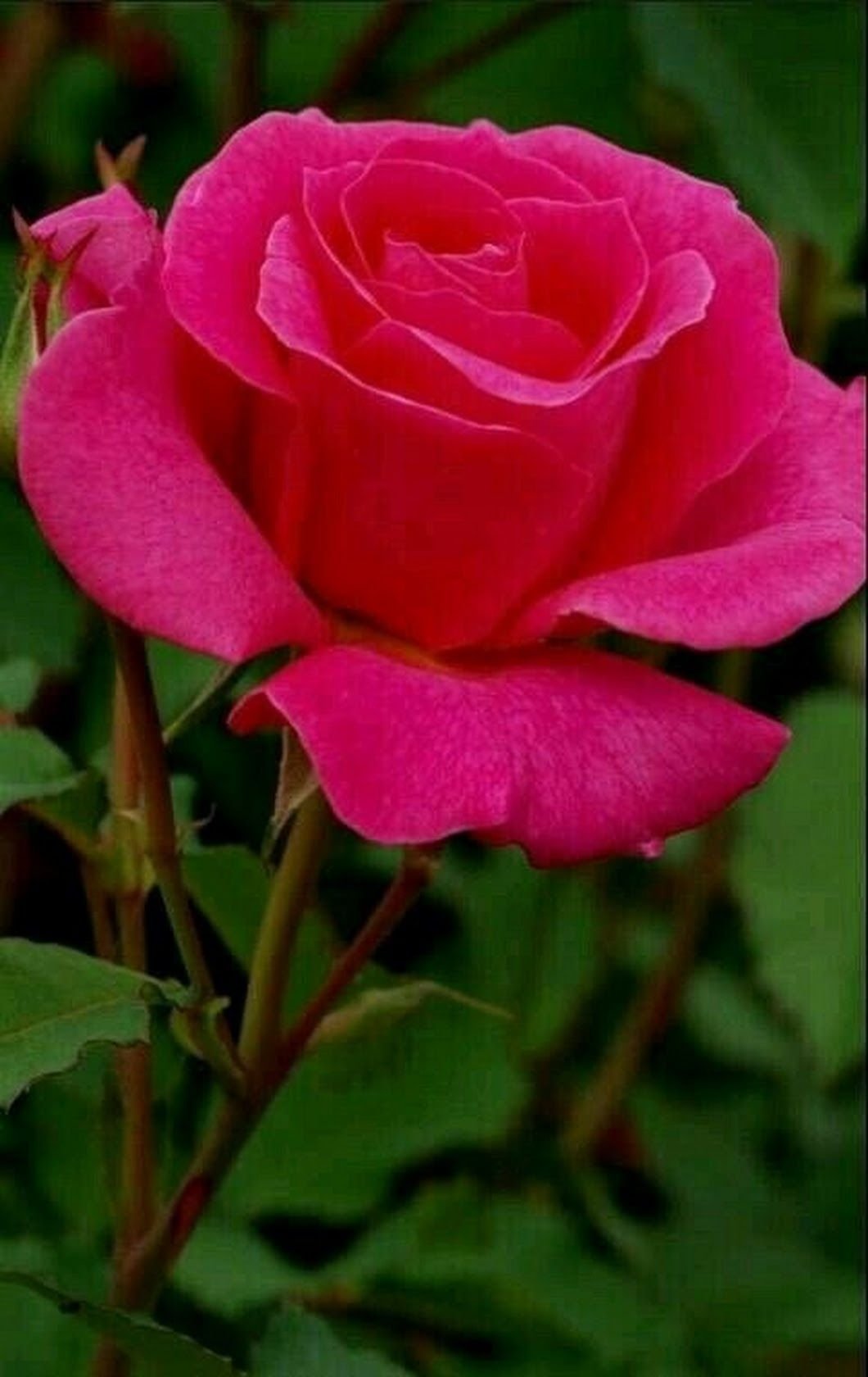 Роза малиновый звон