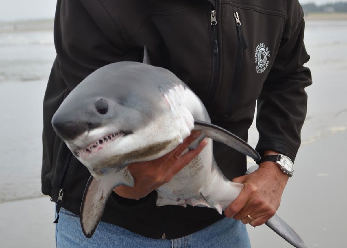 Веселая акула