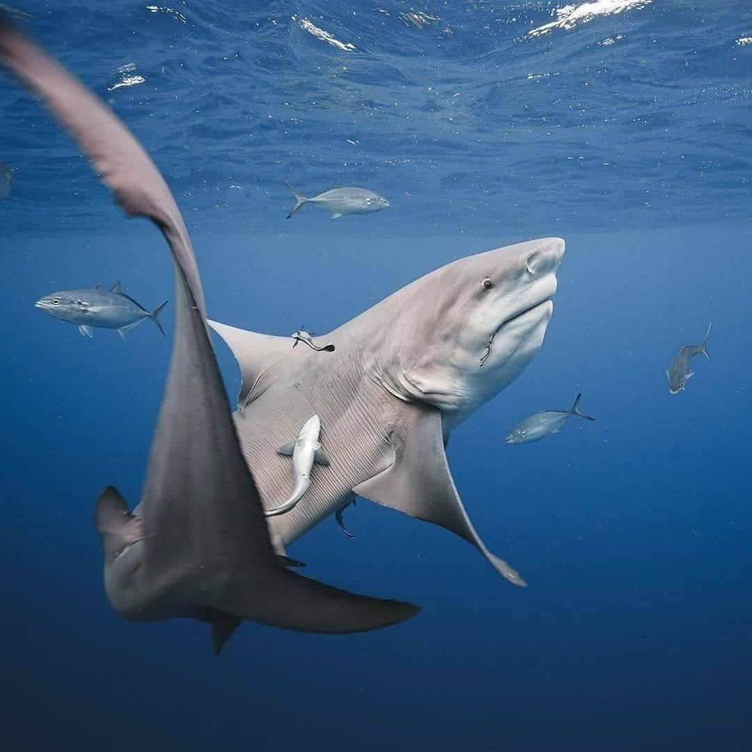 Спящие рыбы