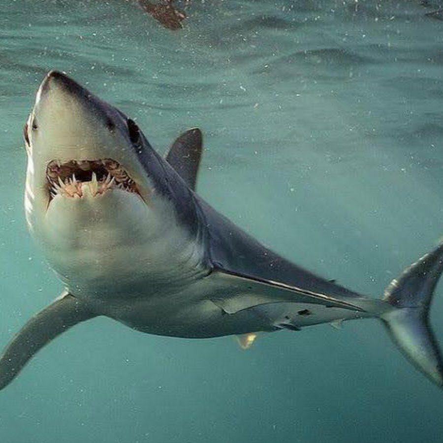 Акула и Акуленок