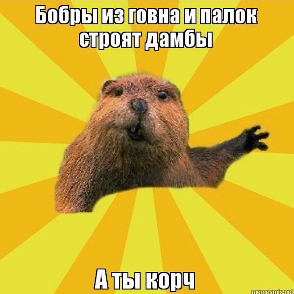 Бобер мемы