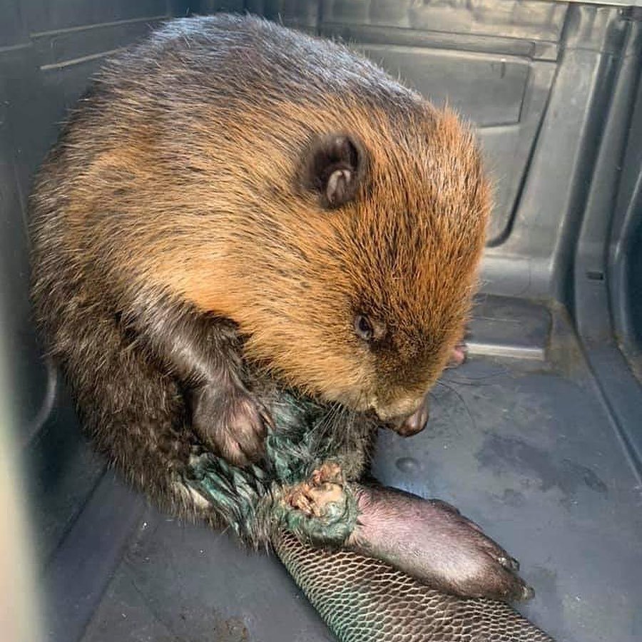 Бобер плачет