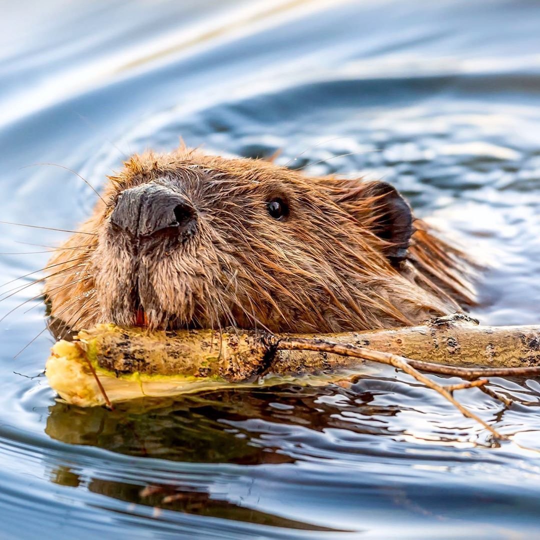 Бобр хвост фото