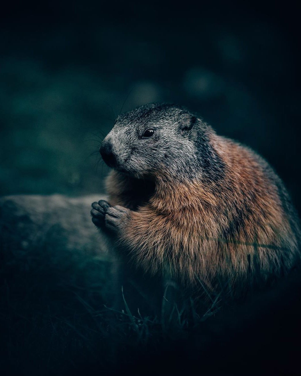 Красивые бобры