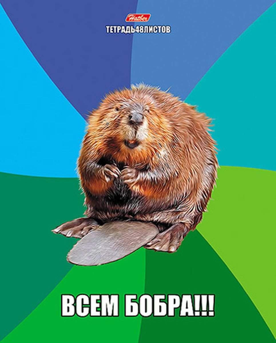 Всем бобра Мем