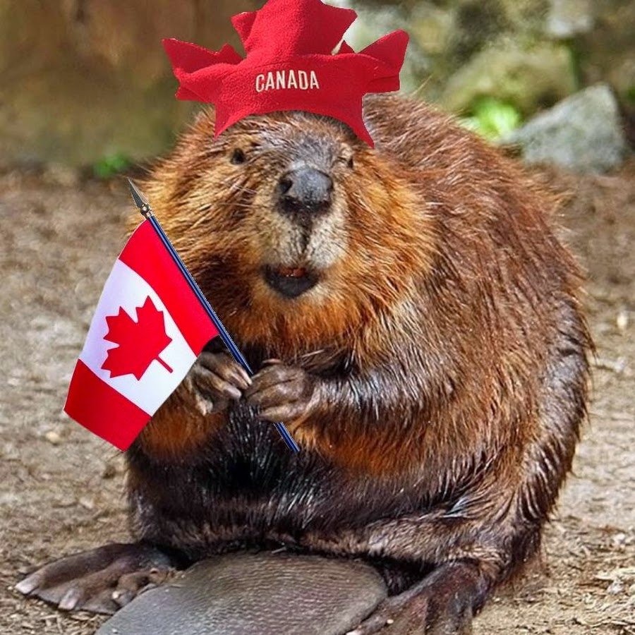 Канадский Бобр (Castor canadensis)