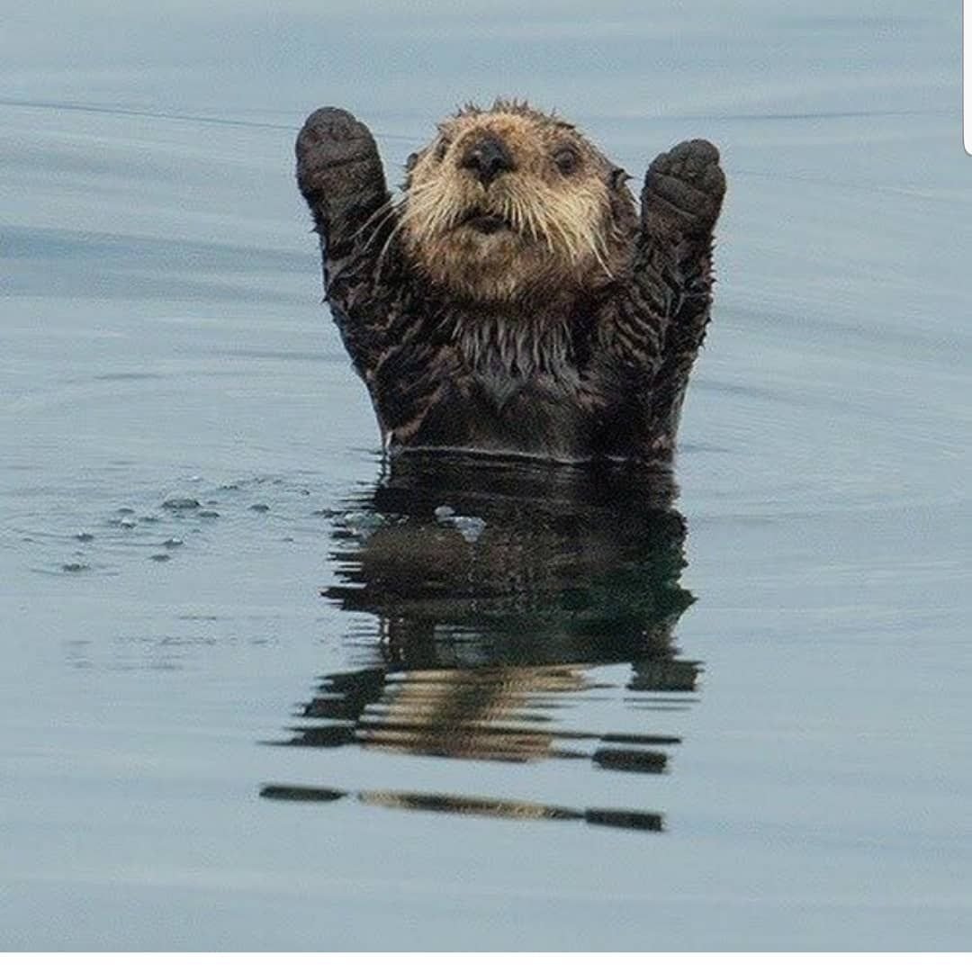 Радостный бобер