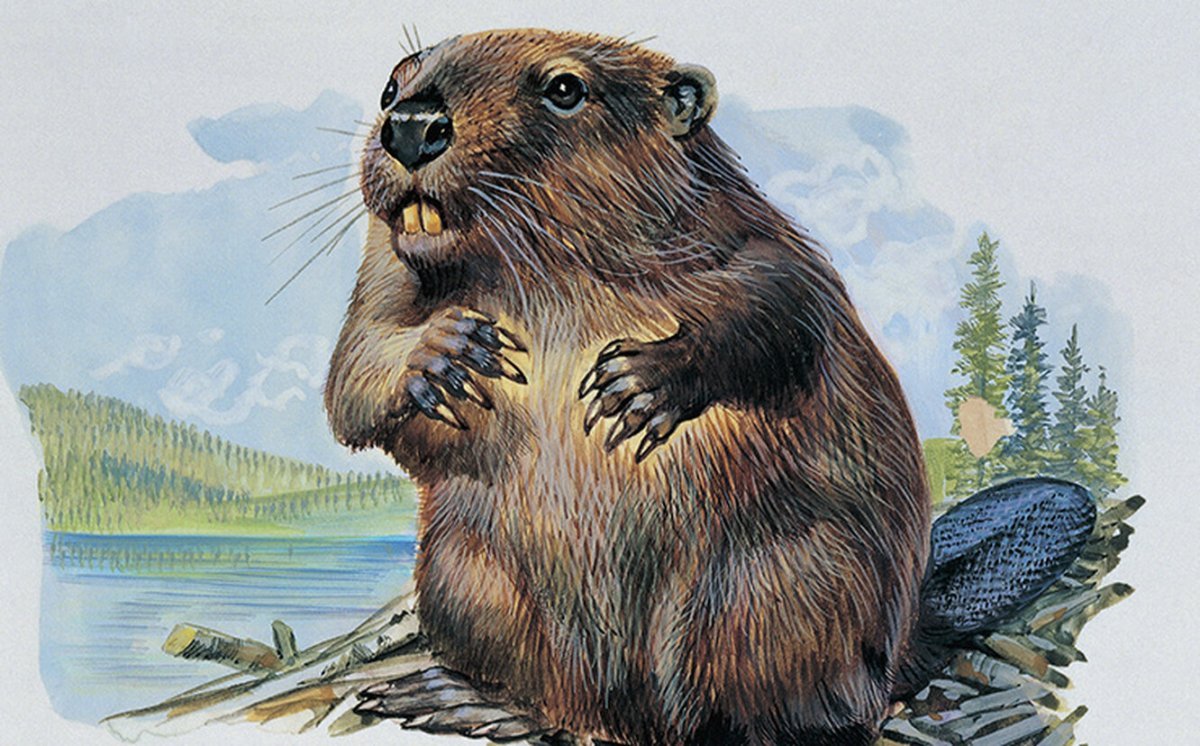 Бобер для детей