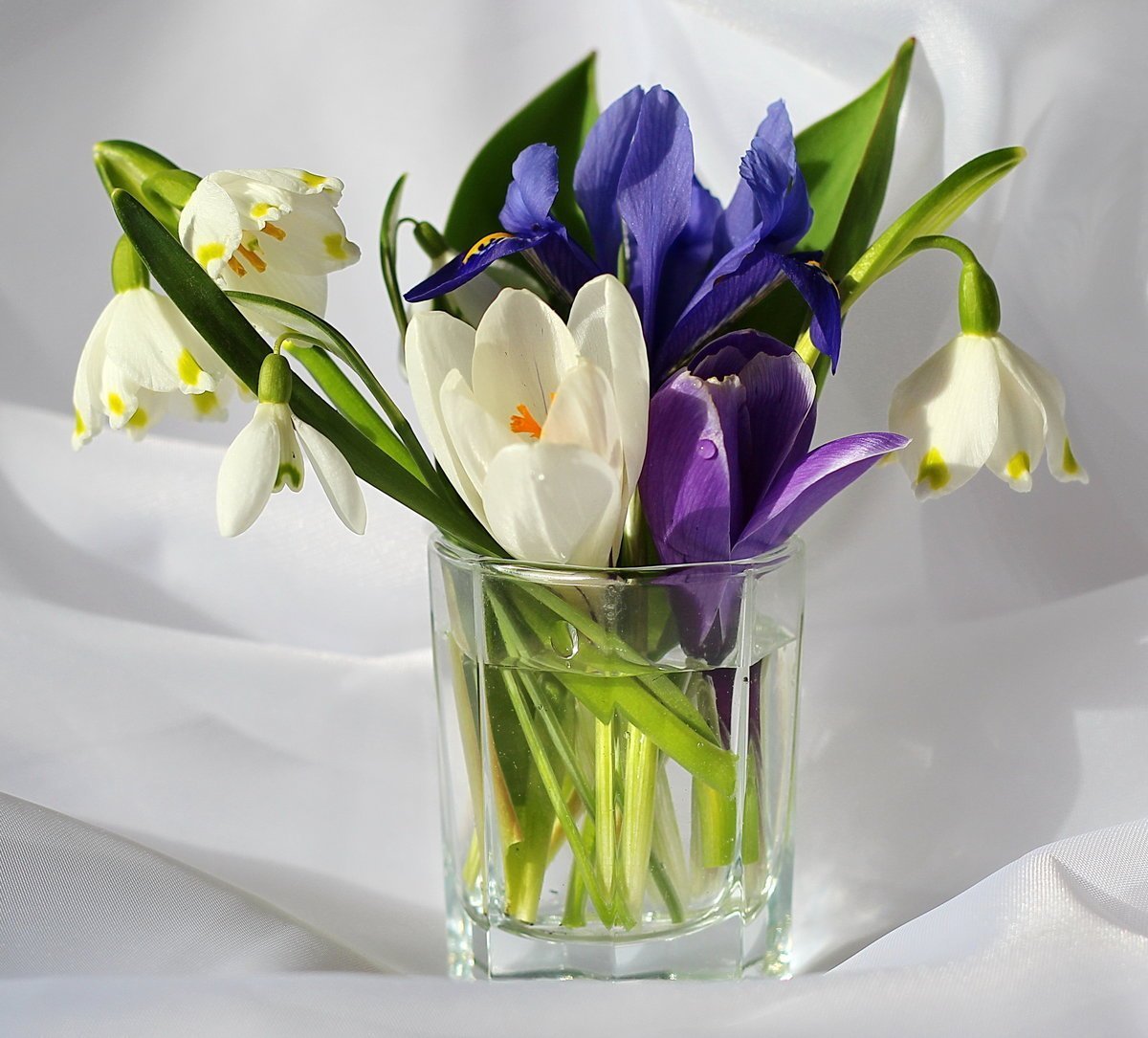 Крокусы тюльпаны подснежники