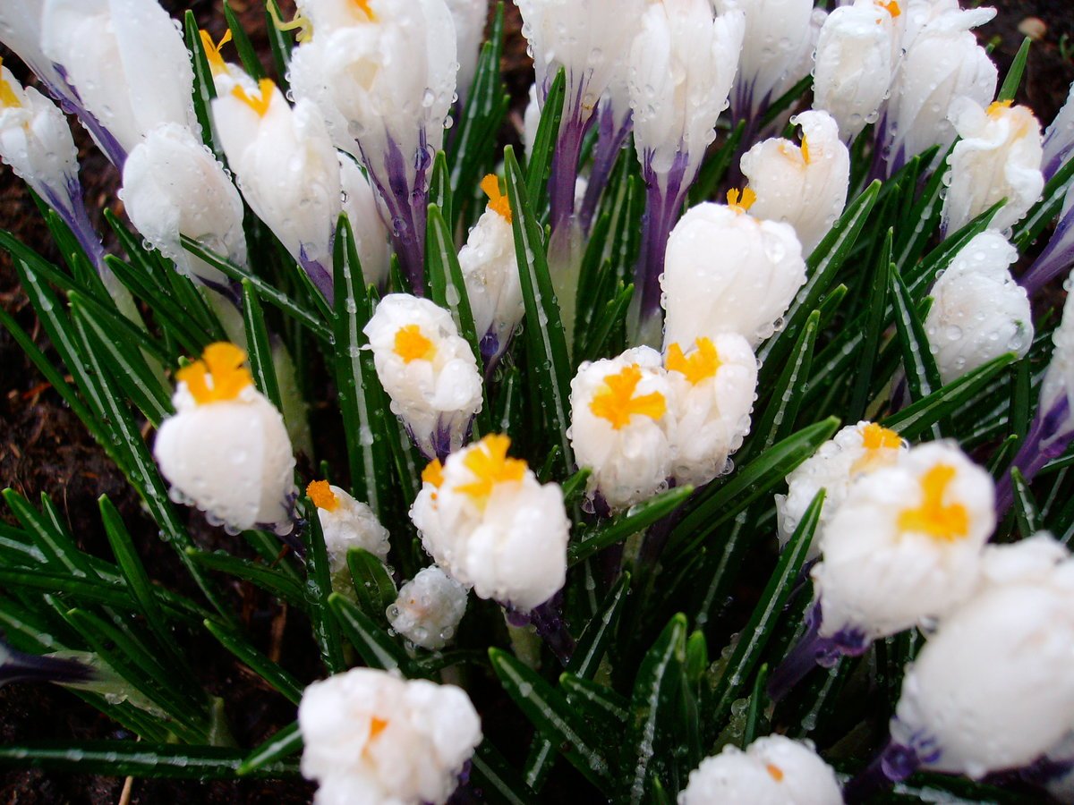 Весна подснежники крокусы