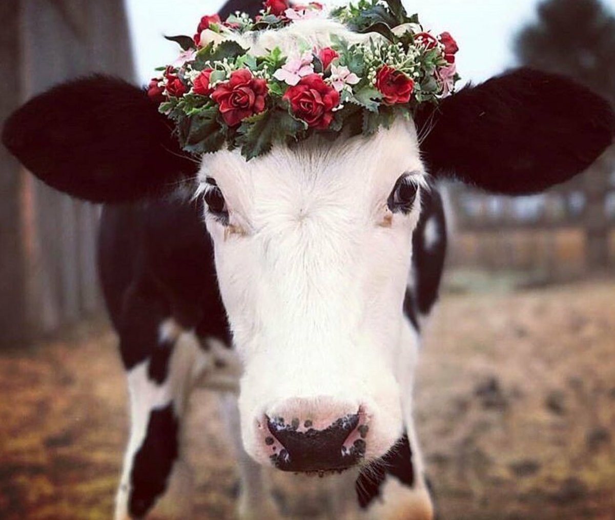 Бык с венком на голове