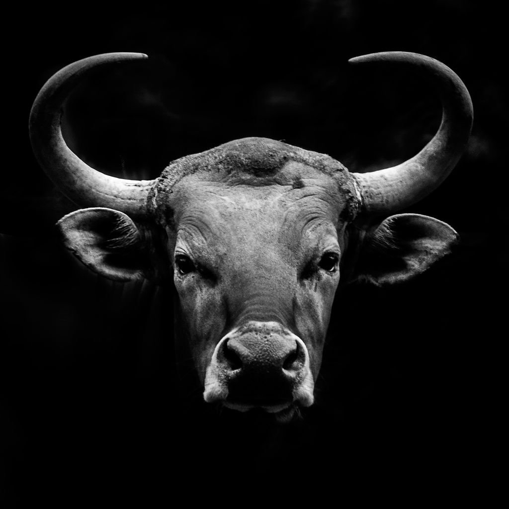 Коровья голова отрезанная