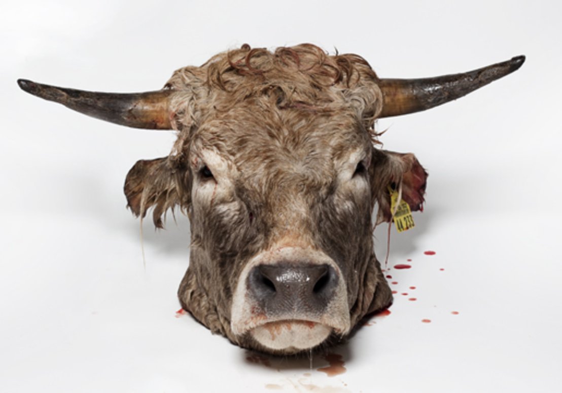 Голова коровушки мульт