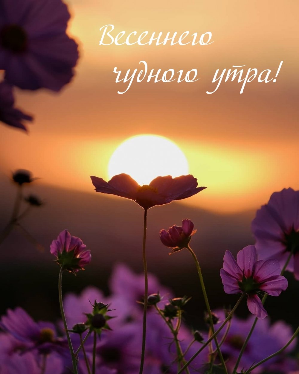 Красивый закат цветы