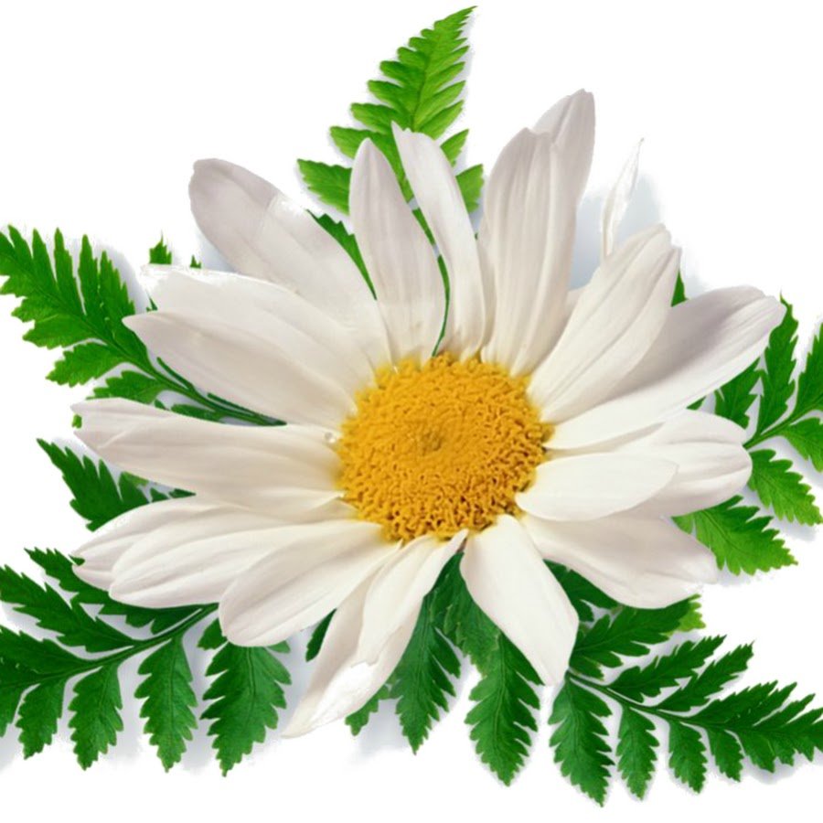 Клипарт ромашки на прозрачном фоне