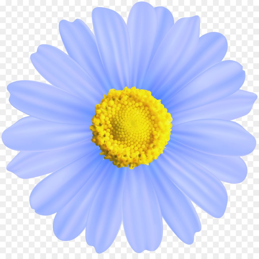 Разноцветные ромашки на прозрачном фоне