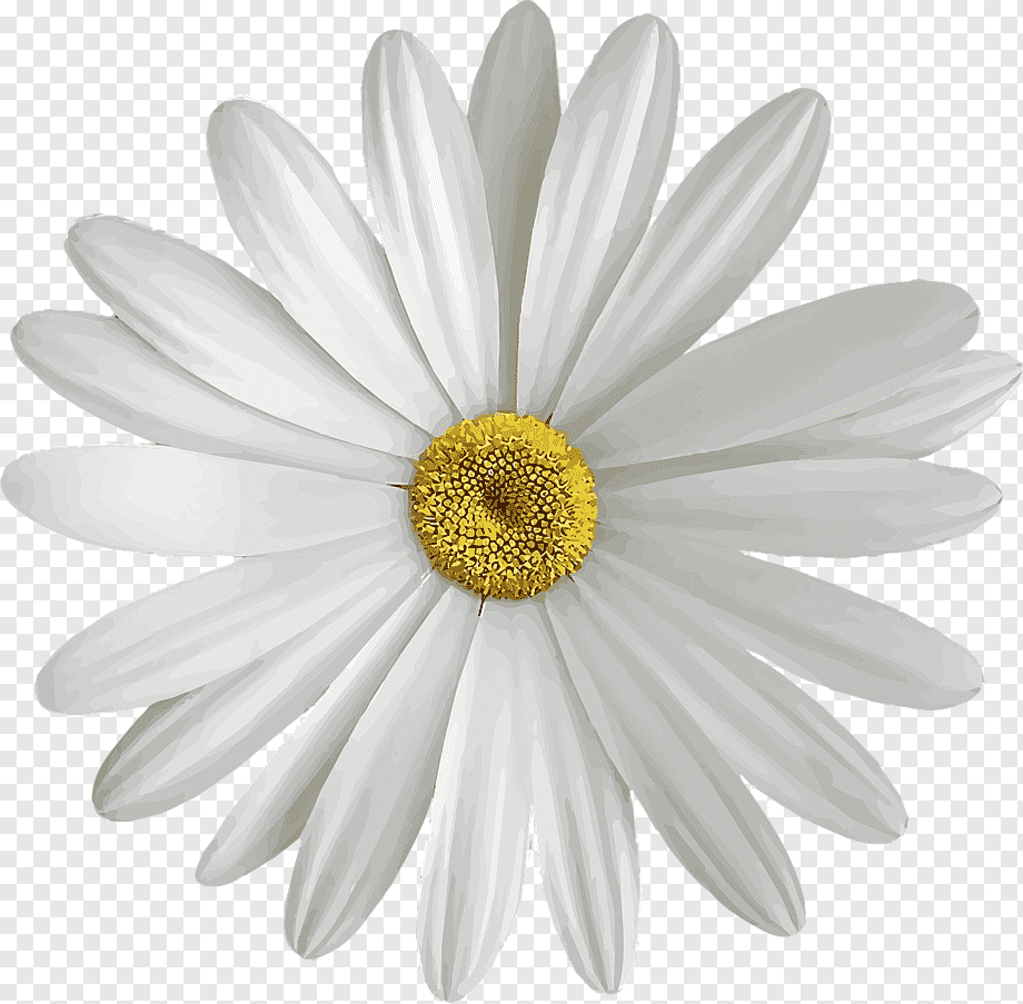 Ромашка картинка для детей на прозрачном фоне