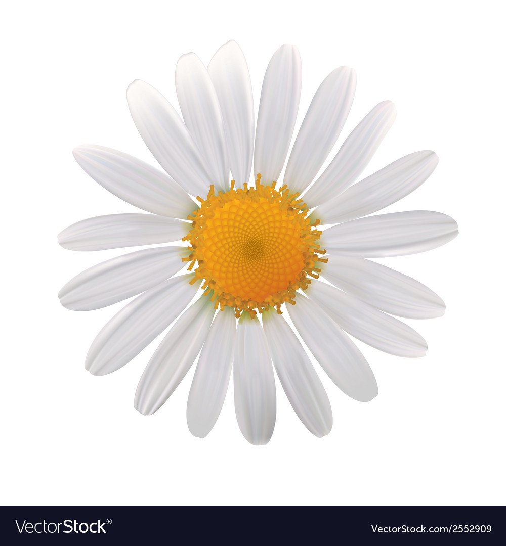 Семья Дейзи Ромашка вектор