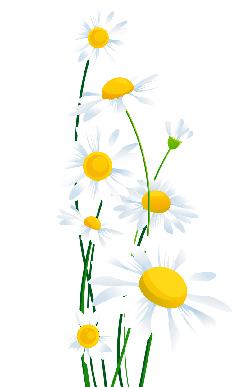 Клипарт ромашки на прозрачном фоне