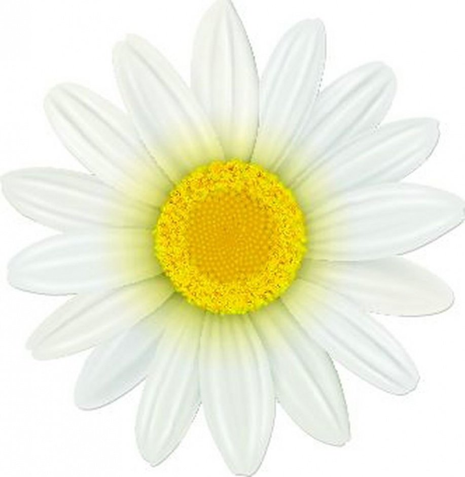 Бутон ромашки на белом фоне