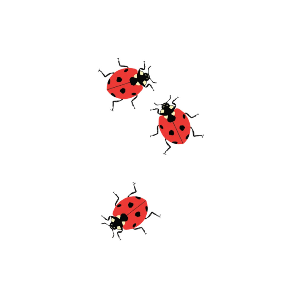 Божья коровка рисунок Минимализм