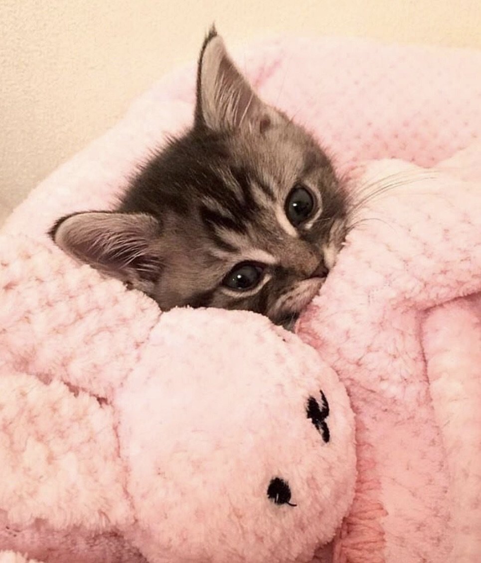 Котята Эстетика