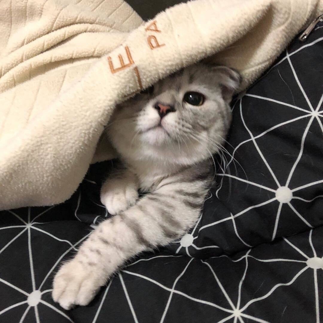 Милые домашние котики