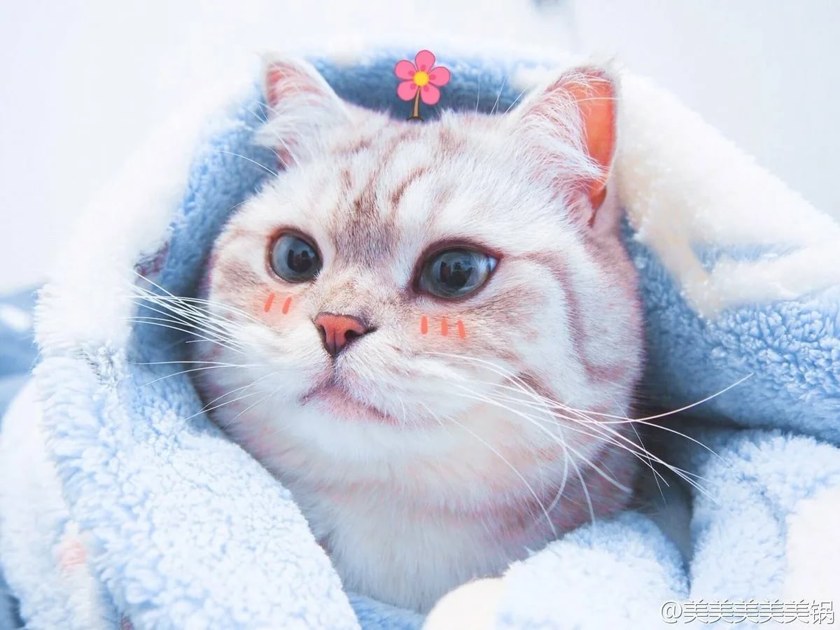 Наклейка - кошки