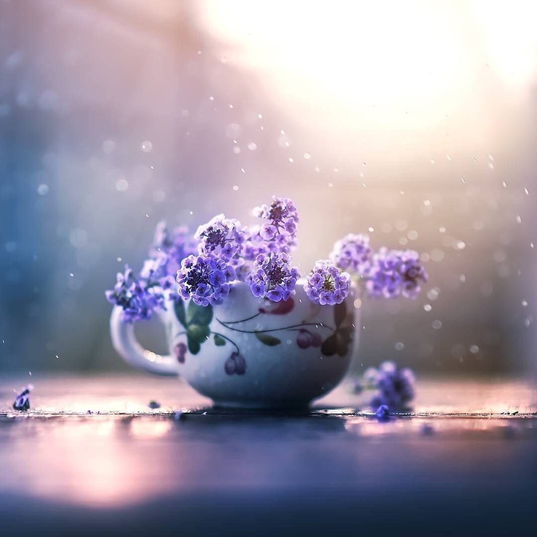 Сиреневая нежность