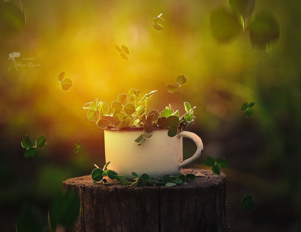 Доброе утро волшебство