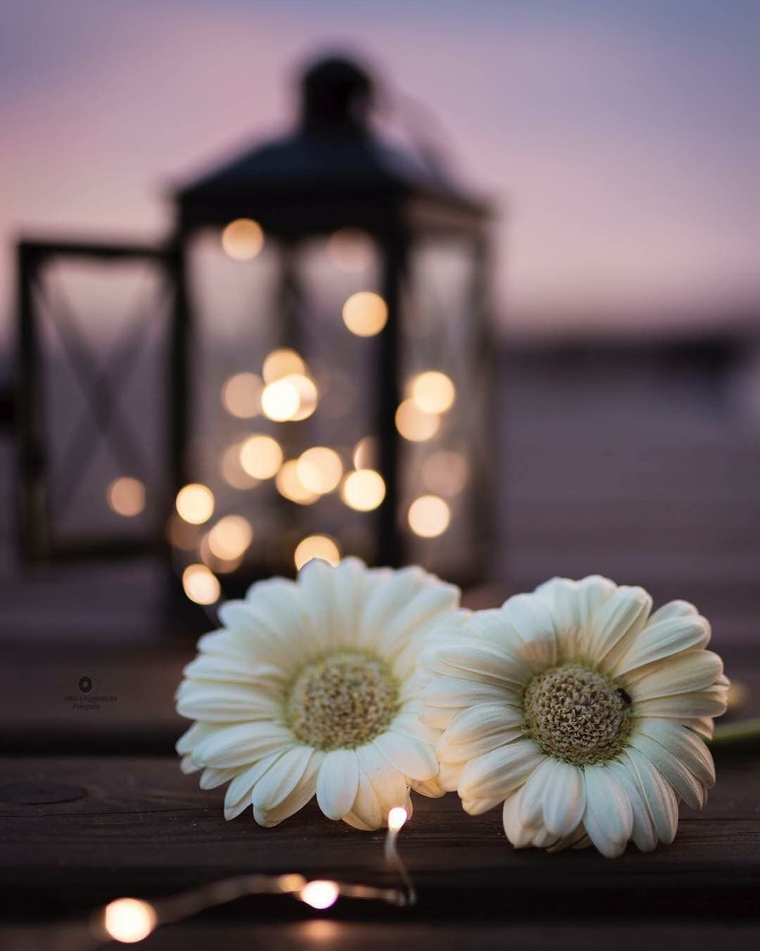 Вечерние стильные цветы