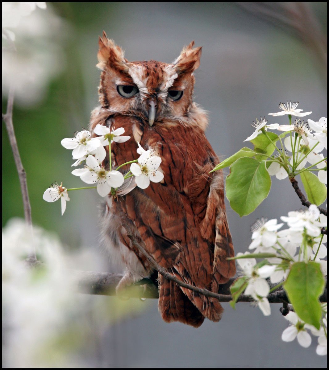 Сова с утра