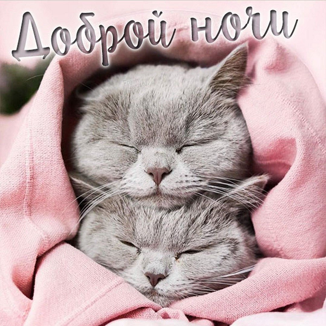 Милые котики