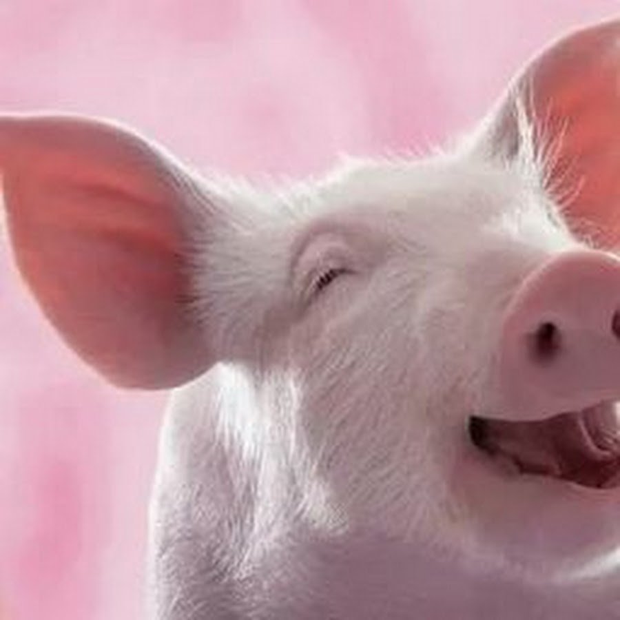 Красивая хрюшка