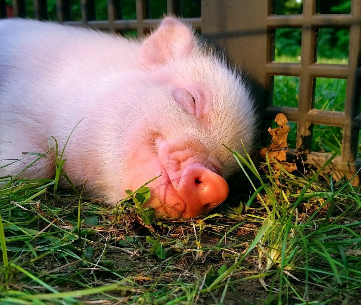 Минипиг майялино