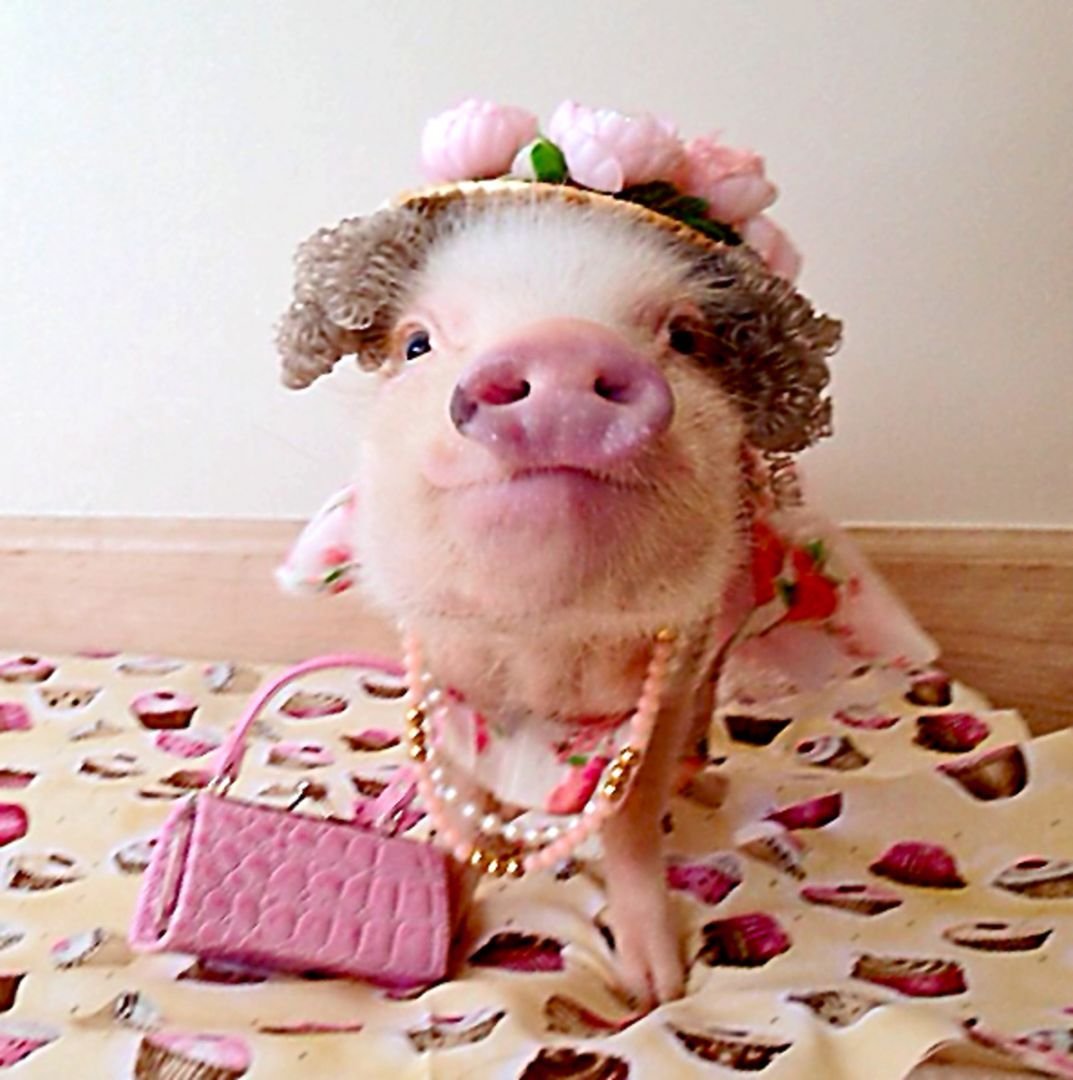 Гламурный поросенок