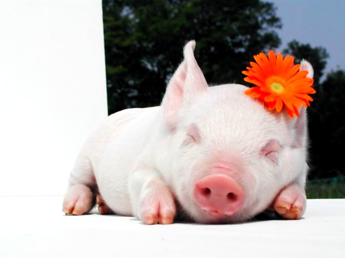 Хрюшкин Пятачок