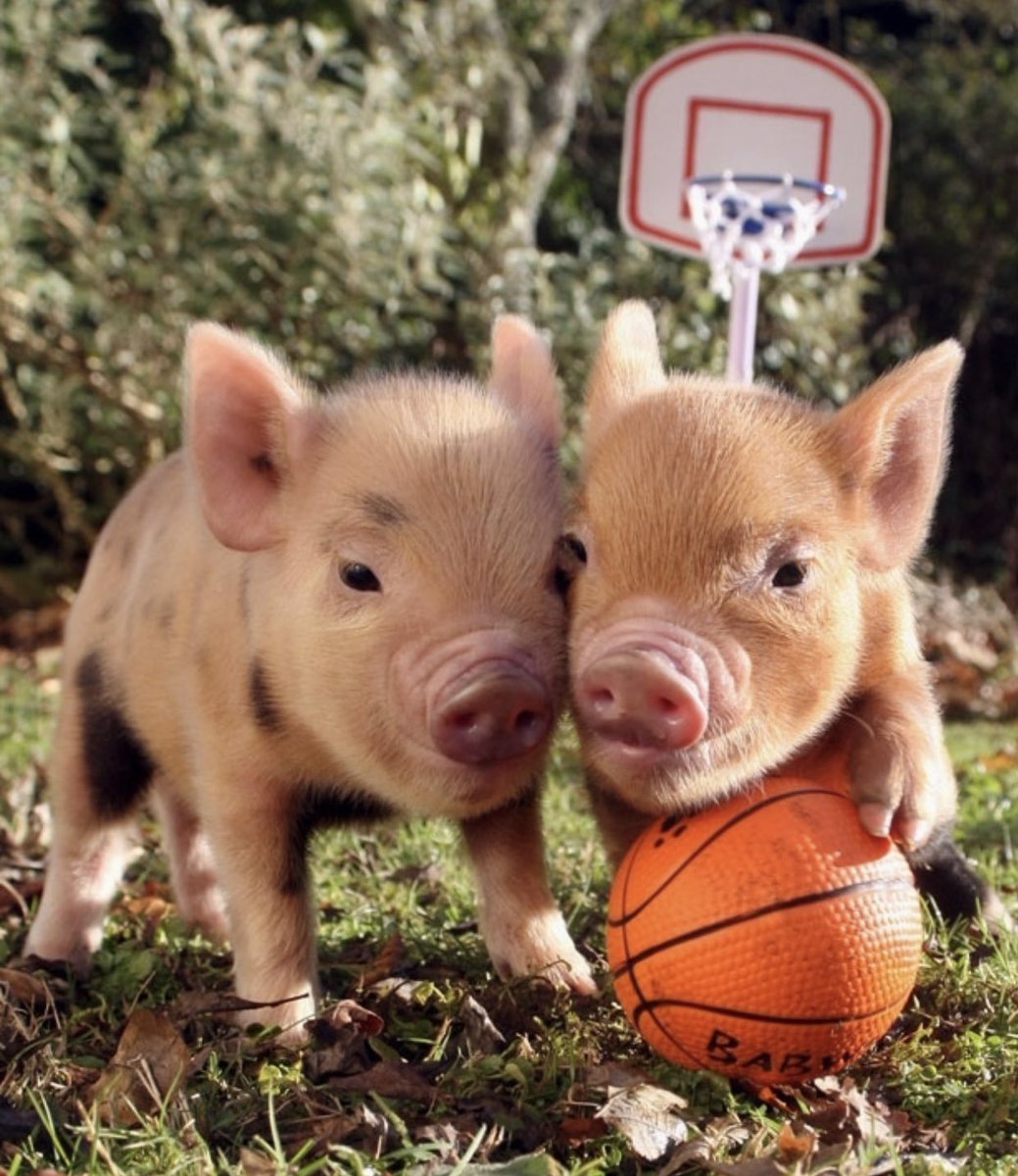 Веселый поросенок