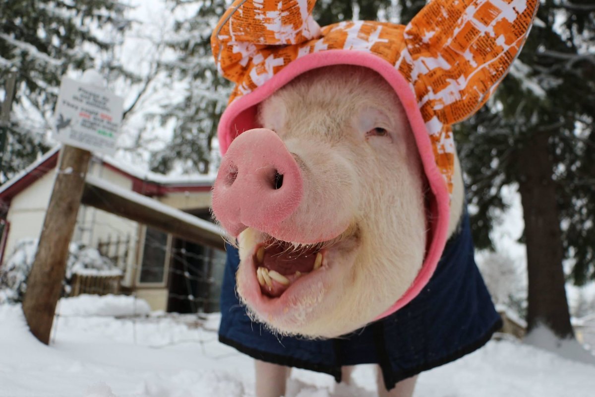 Поросенок улыбается