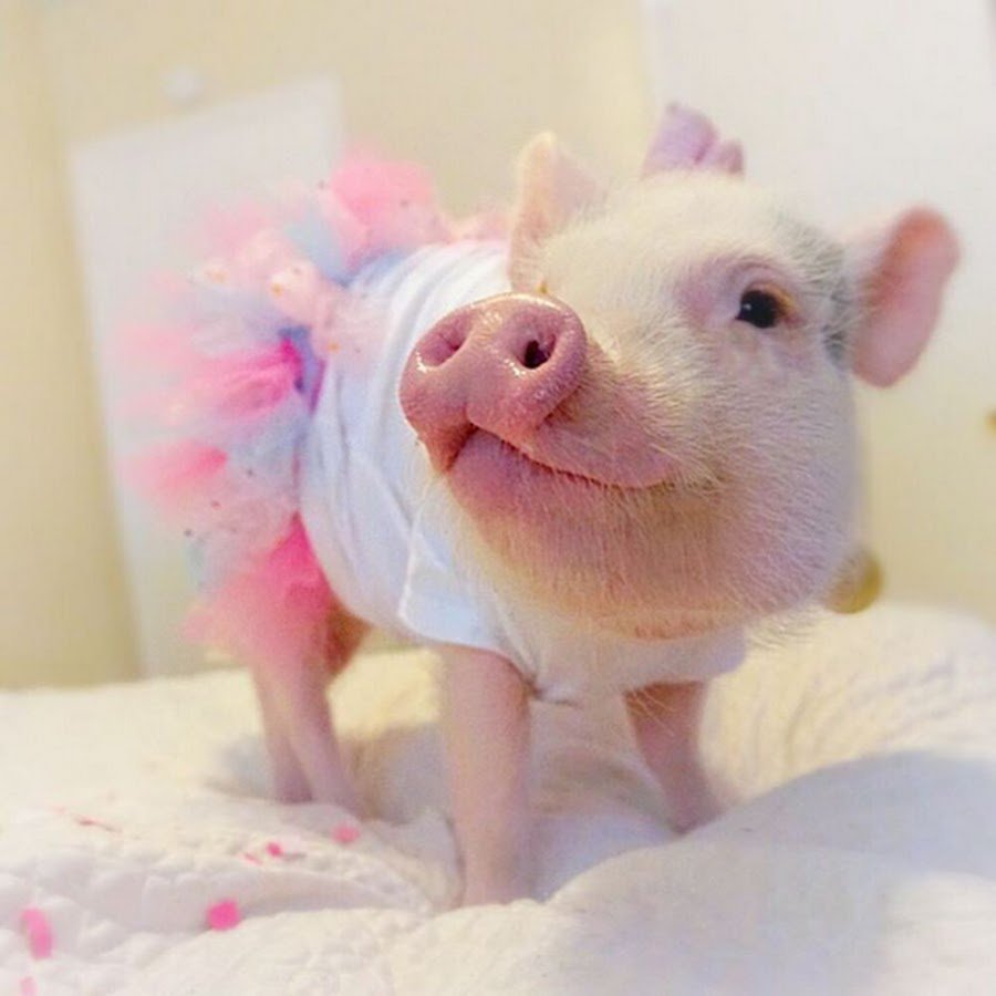 Свинка Пигги