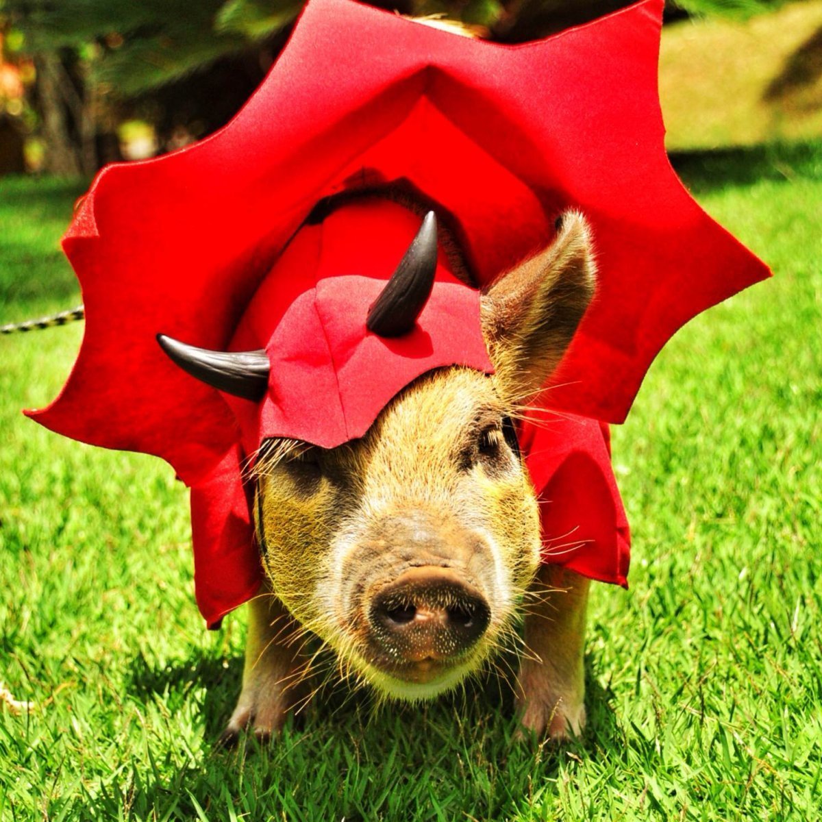 Свинка Свинка хрюшка хрюшка мини мини