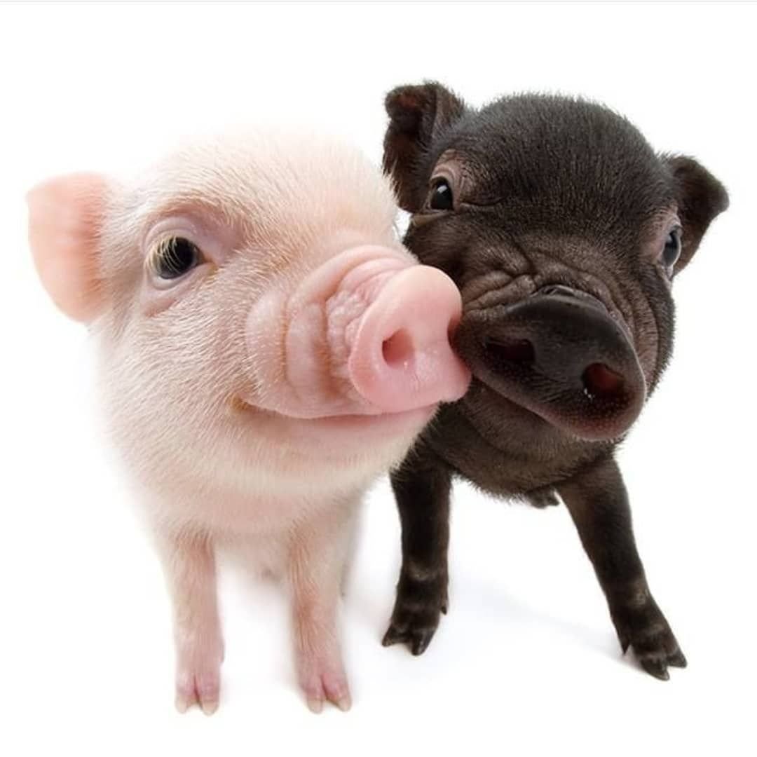 Пиг минипиг