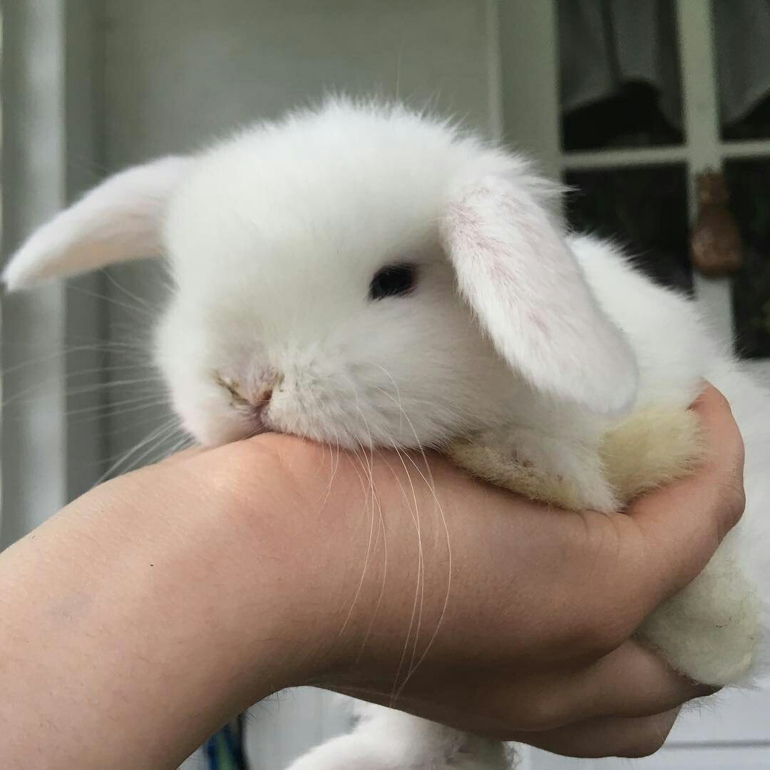Милые кролики