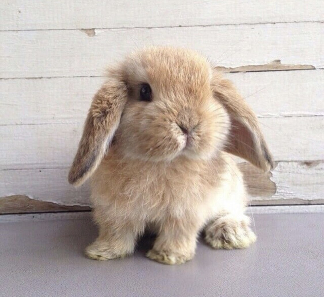 Милые крольчата