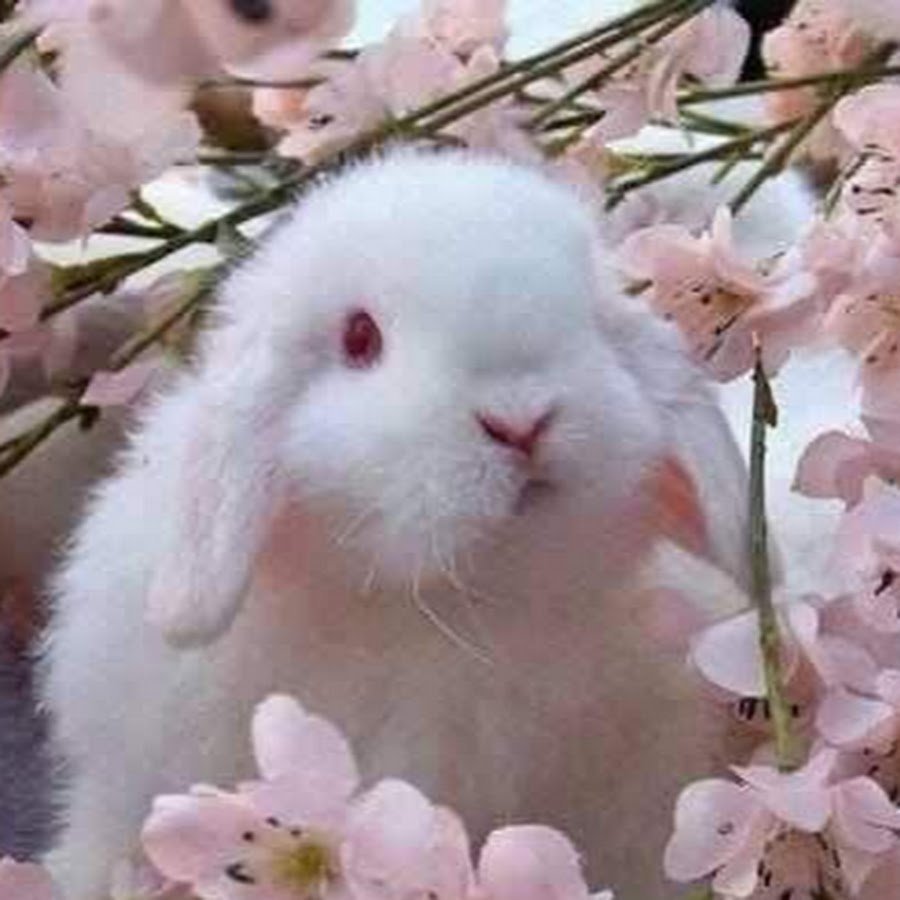 Милые зайчики