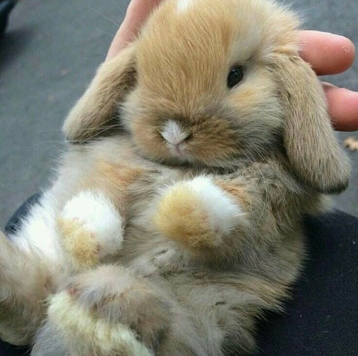 Кролик Эстетика